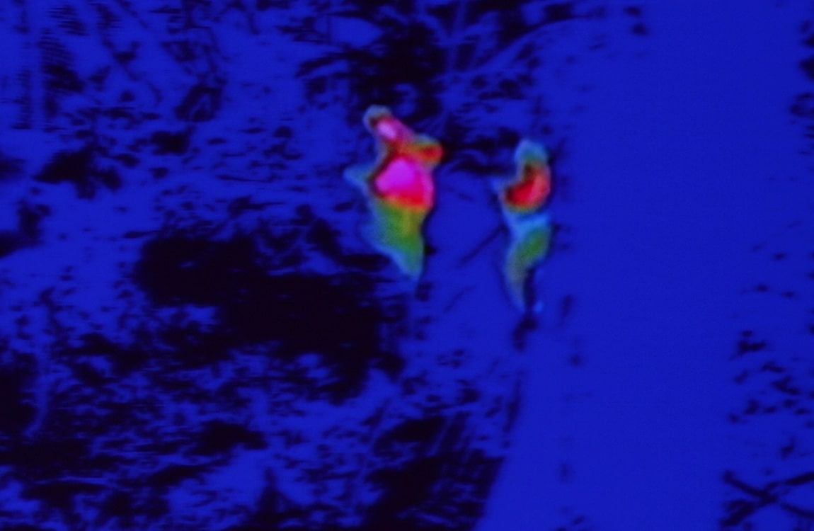 The Jungle Predator's thermal vision